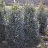Buxus sempervirens arbuste en motte - 140-160-fr - 50-fr - en-motte