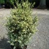 Buxus sempervirens Elegantissima arbuste cultivé en pot - 60-80-fr - c5-fr