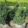 Buxus sempervirens Rotundifolia struik met kluit - 80-100 - kluit
