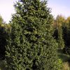 Buxus sempervirens Rotundifolia struik met kluit - 225-250 - dkl
