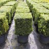 Buxus sempervirens cube cultivé en pot - 50x50cm-fr - c25-fr
